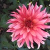 Linda A.